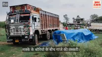 18 quintals of cannabis being smuggled hidden in sacks of maize; Rewa police seize consignment