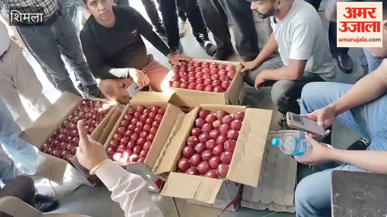 bhattakufar market royal apple box sold 3900 chopal grower