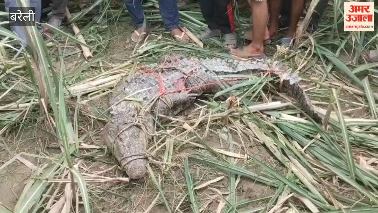 Crocodile reaches fields in Baheri area in Bareilly