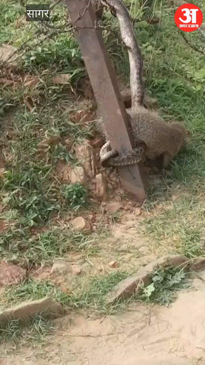 Sagar News: Intense Snake-Mongoose Battle at Rahatgarh Fort Gate Leaves Onlookers Amazed, Video Goes Viral
