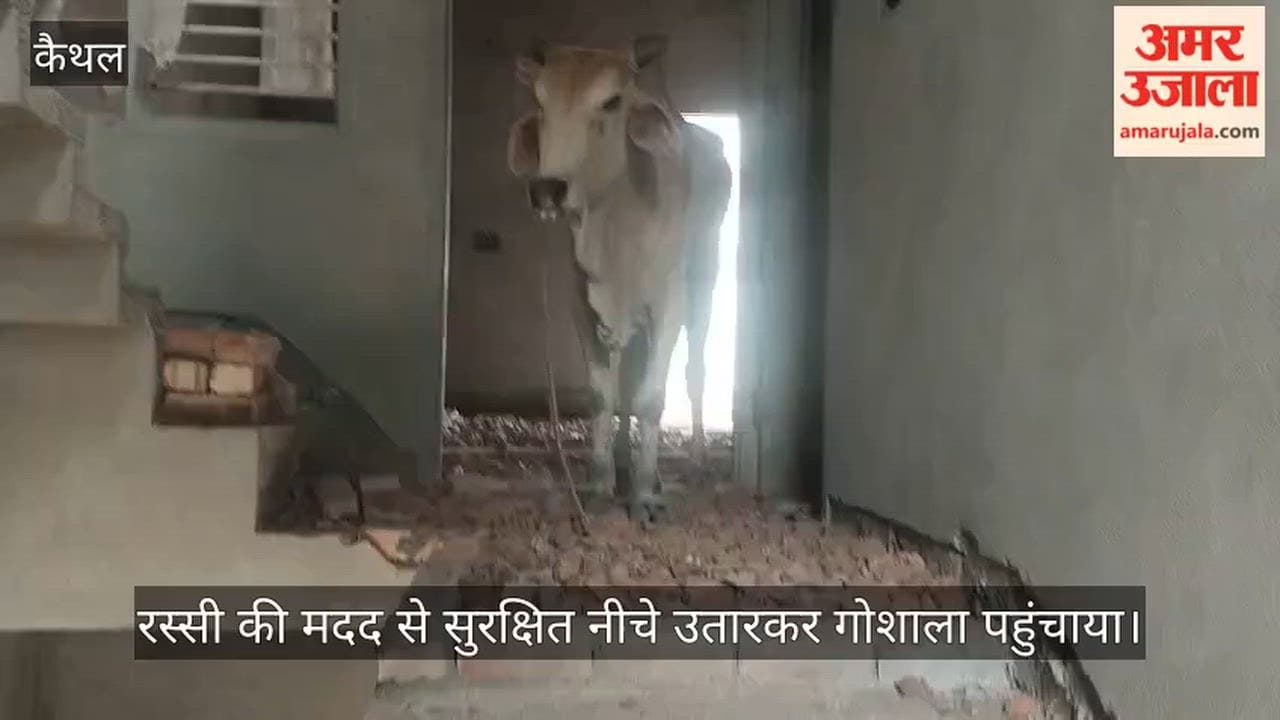 Bull stranded on a rooftop in Kaithal's Chiranjeev Colony; rescued by the Jeevan Rakshak and Gau Raksha Dal.