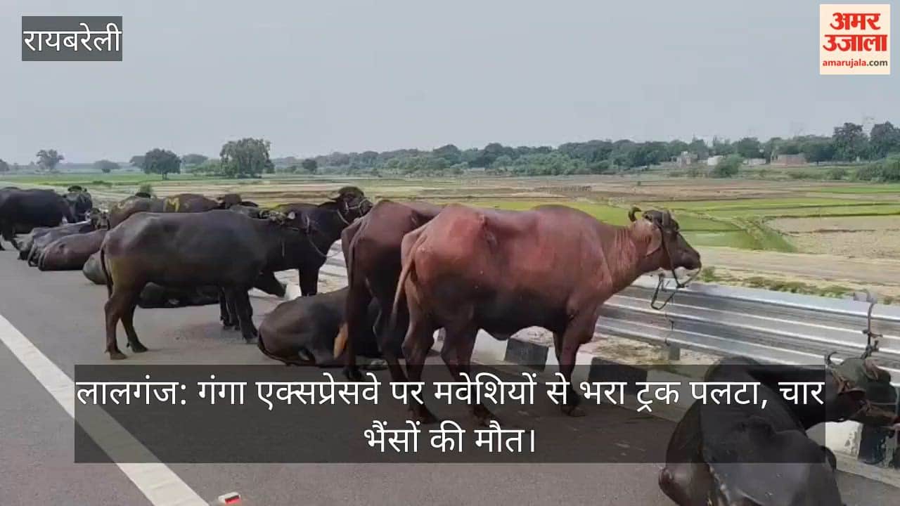 लालगंज (रायबरेली): गंगा एक्सप्रेसवे पर मवेशियों से भरा ट्रक पलटा, चार भैंसों की मौत