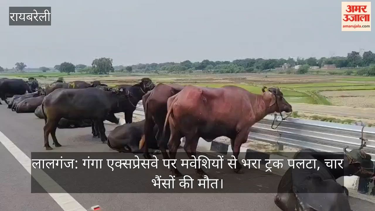 लालगंज (रायबरेली): गंगा एक्सप्रेसवे पर मवेशियों से भरा ट्रक पलटा, चार भैंसों की मौत