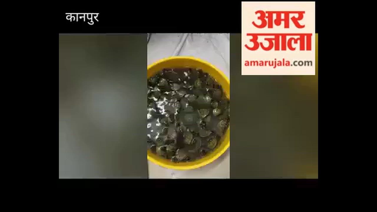 Kanpur: STF nabs smuggler with 171 turtles