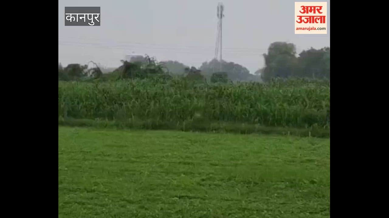 Kanpur: Weather turns pleasant due to rain; farmers get relief