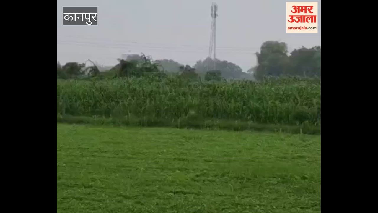 Kanpur: Weather turns pleasant due to rain; farmers get relief