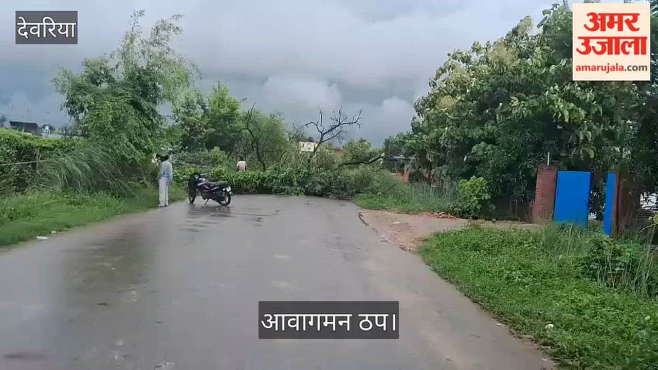 Tree falls in the middle of the road amidst rain; traffic comes to a halt.
