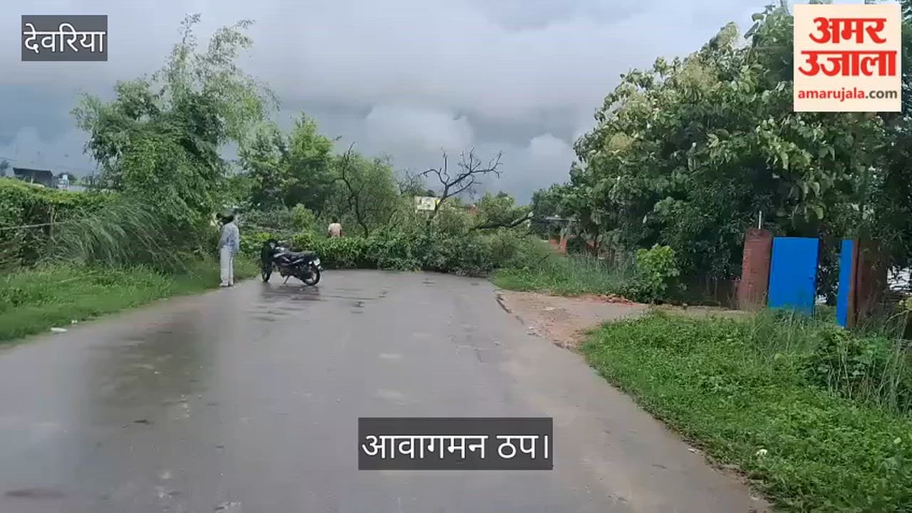Tree falls in the middle of the road amidst rain; traffic comes to a halt.