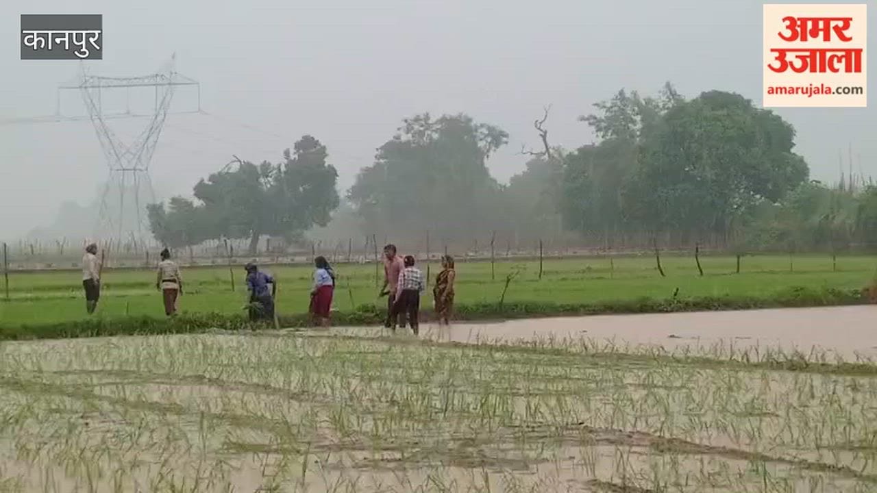 Kanpur: Fields Filled with Rainwater; Paddy Transplantation Picks Up Pace; Farmers Elated