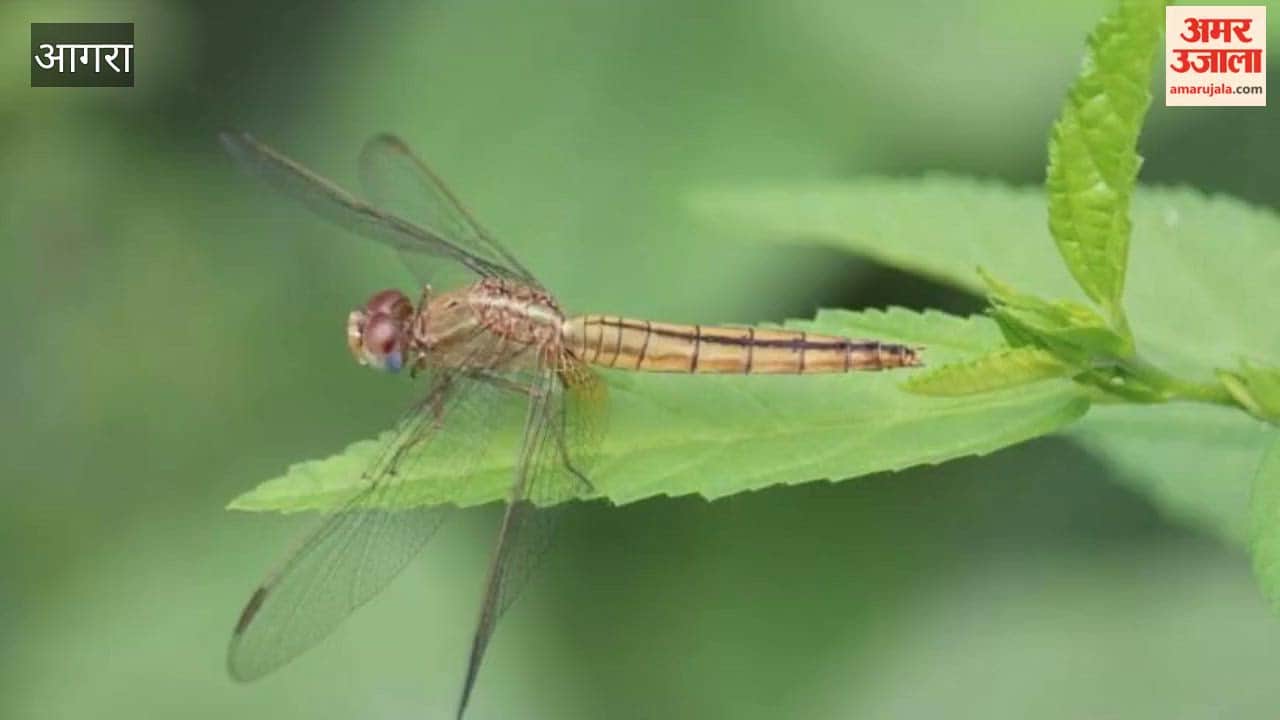 Nature’s Ally Against Malaria: Agra is Home to Over 30 Dragonfly Species