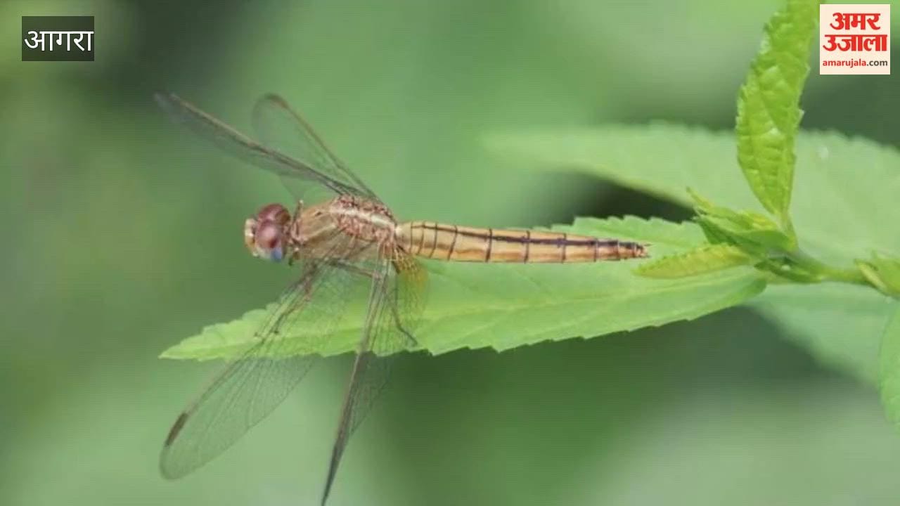 Nature’s Ally Against Malaria: Agra is Home to Over 30 Dragonfly Species
