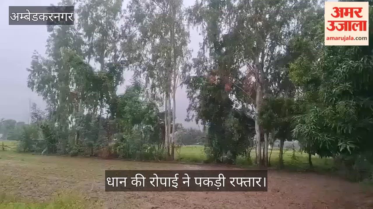 Video: लगातार दूसरे दिन झमाझम बारिश, गर्मी से राहत; धान की रोपाई ने पकड़ी रफ्तार