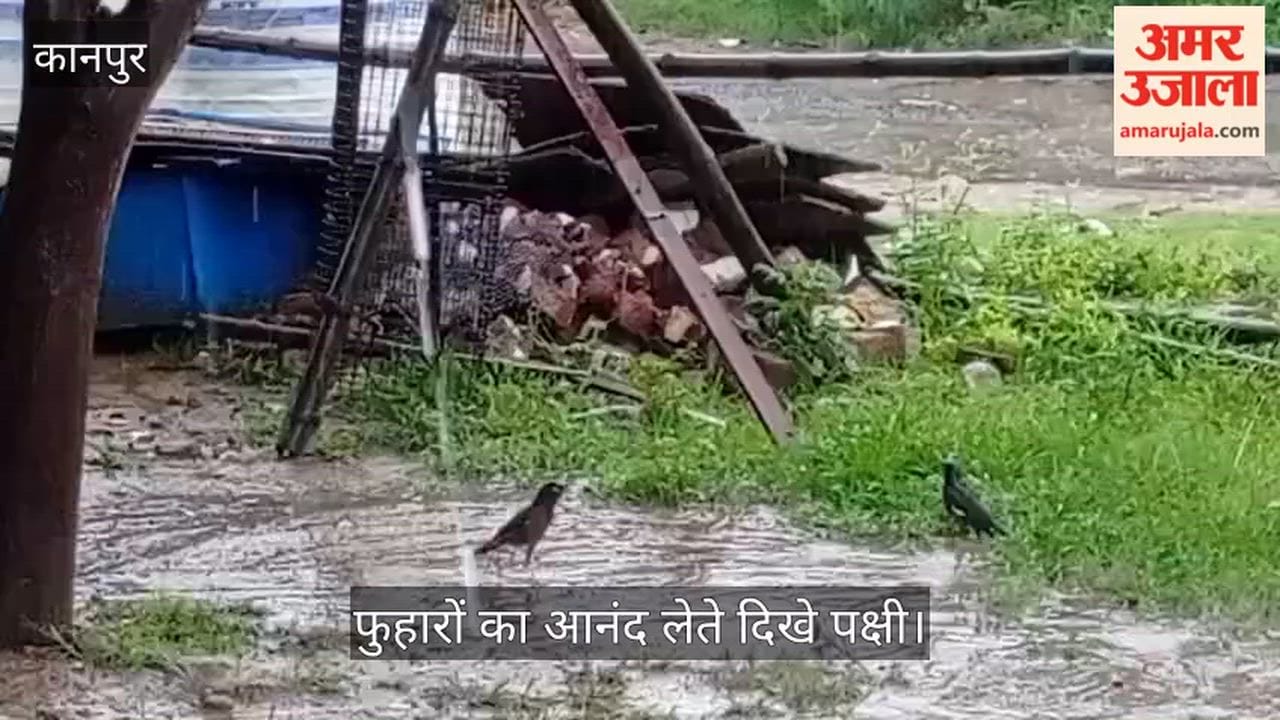 Kanpur: Monsoon rain brings relief to birds, seen enjoying the showers