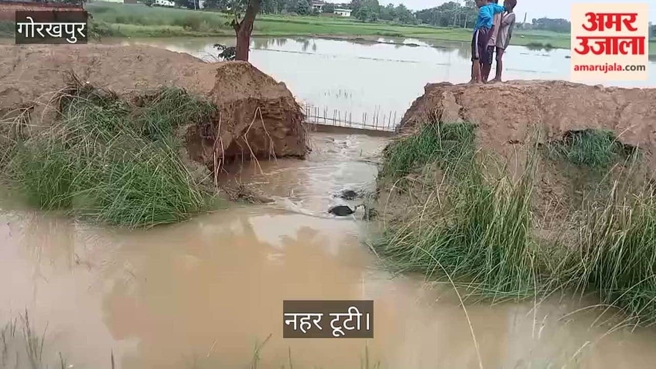 Canal breach ruins farmers' hard work; crops submerged.