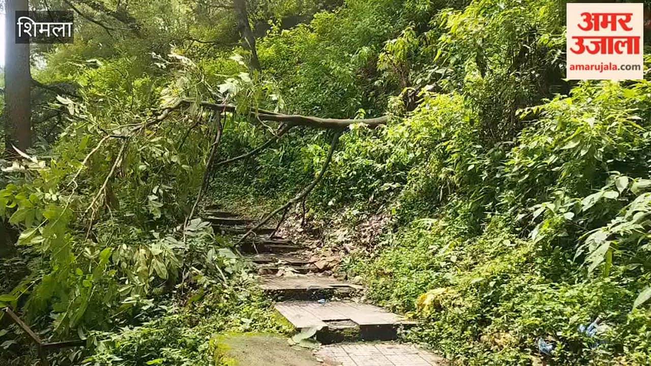 shimla tree fell akashvani road blocked 103 road