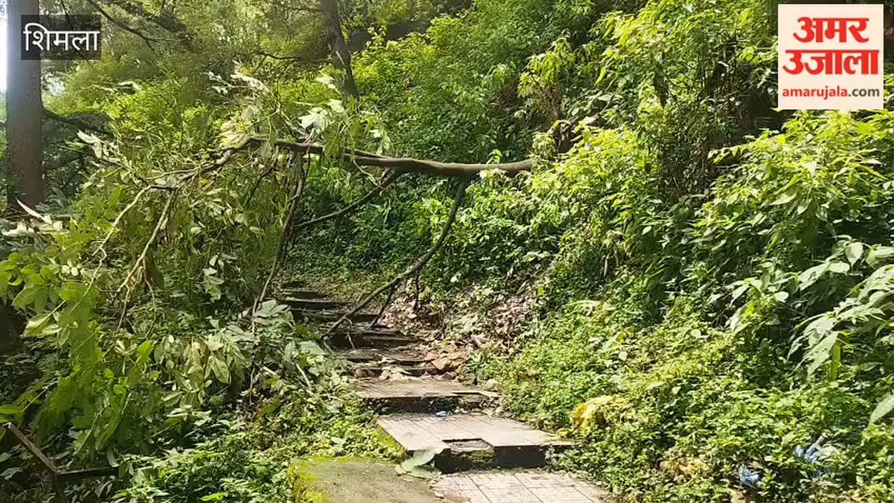 shimla tree fell akashvani road blocked 103 road