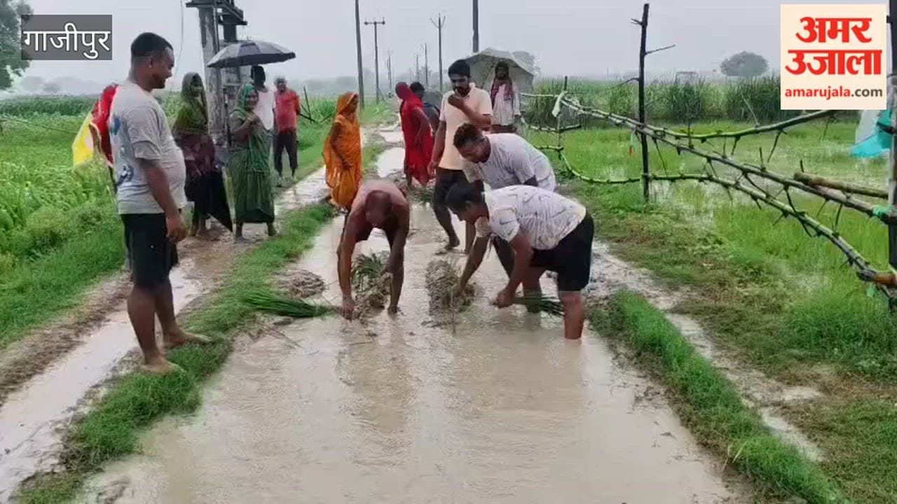 Protest staged by planting paddy dirt track locals vow not vote road built
