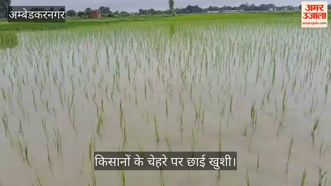 VIDEO: दिनभर हुई अच्छी बारिश, धान की रोपाई ने पकड़ी रफ्तार, किसानों के चेहरे पर छाई खुशी