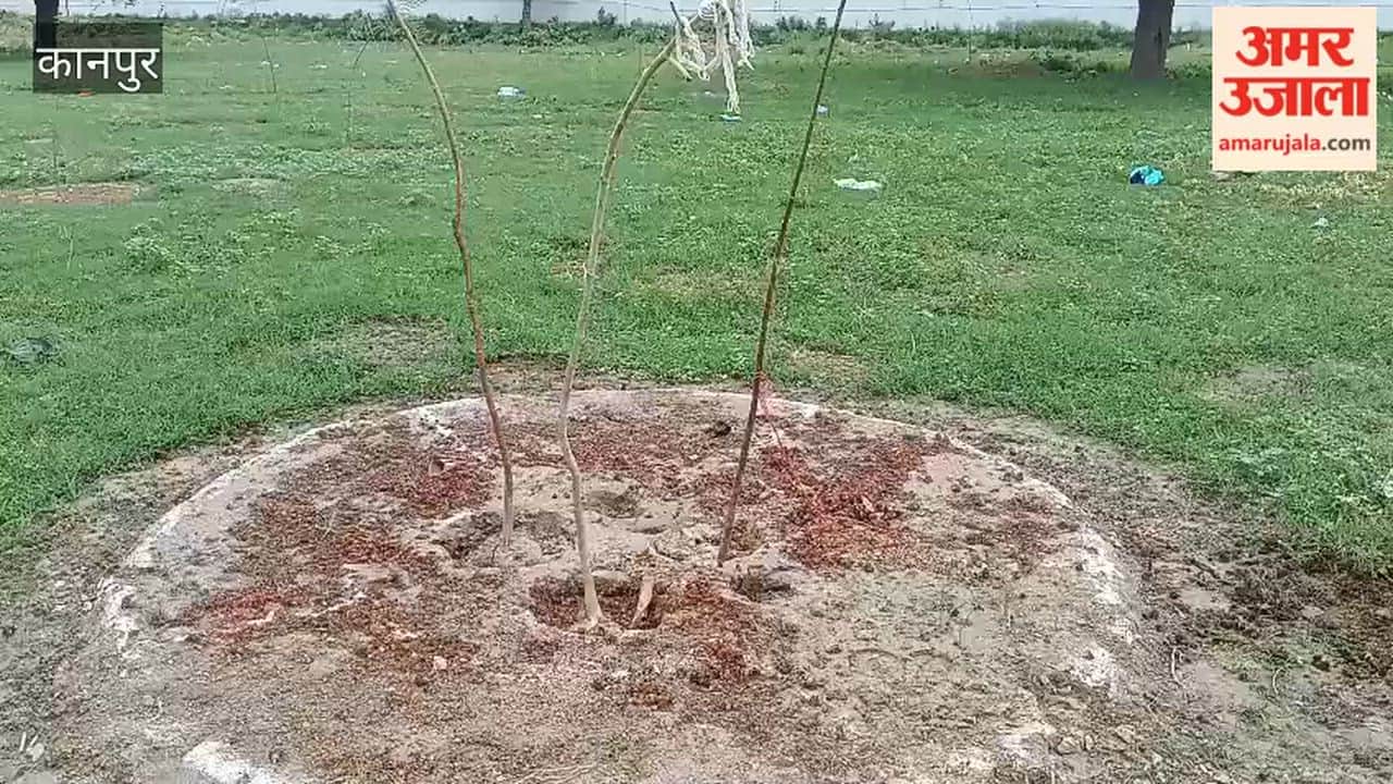 Most saplings have withered due to lack of care; stray cattle are also causing damage