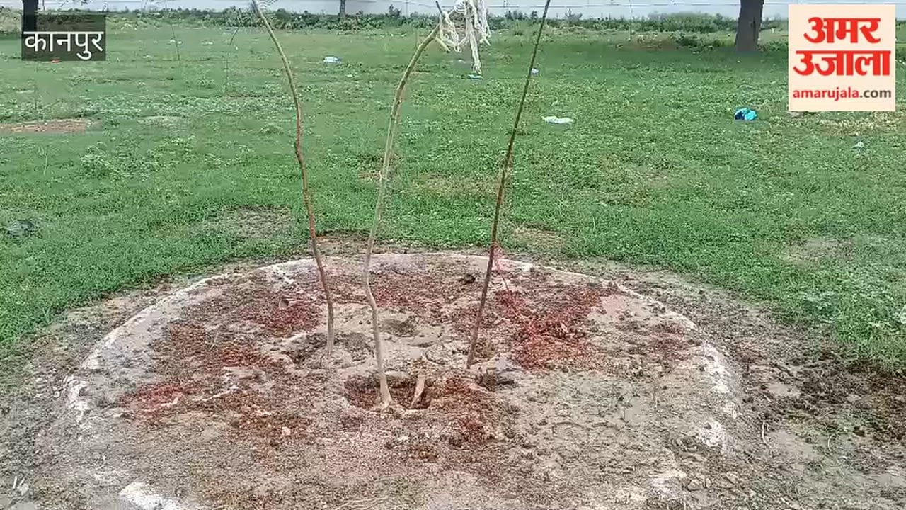 Most saplings have withered due to lack of care; stray cattle are also causing damage