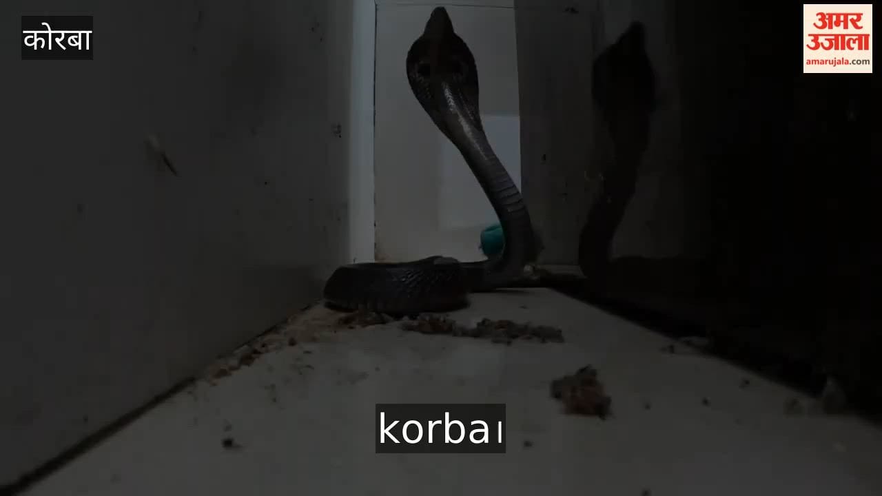 Cobra found under doctor's table in Korba hospital