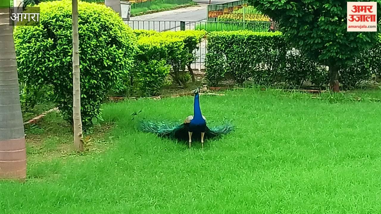 Peacock Dance at Agra Mental Health Institute Captivates Visitors