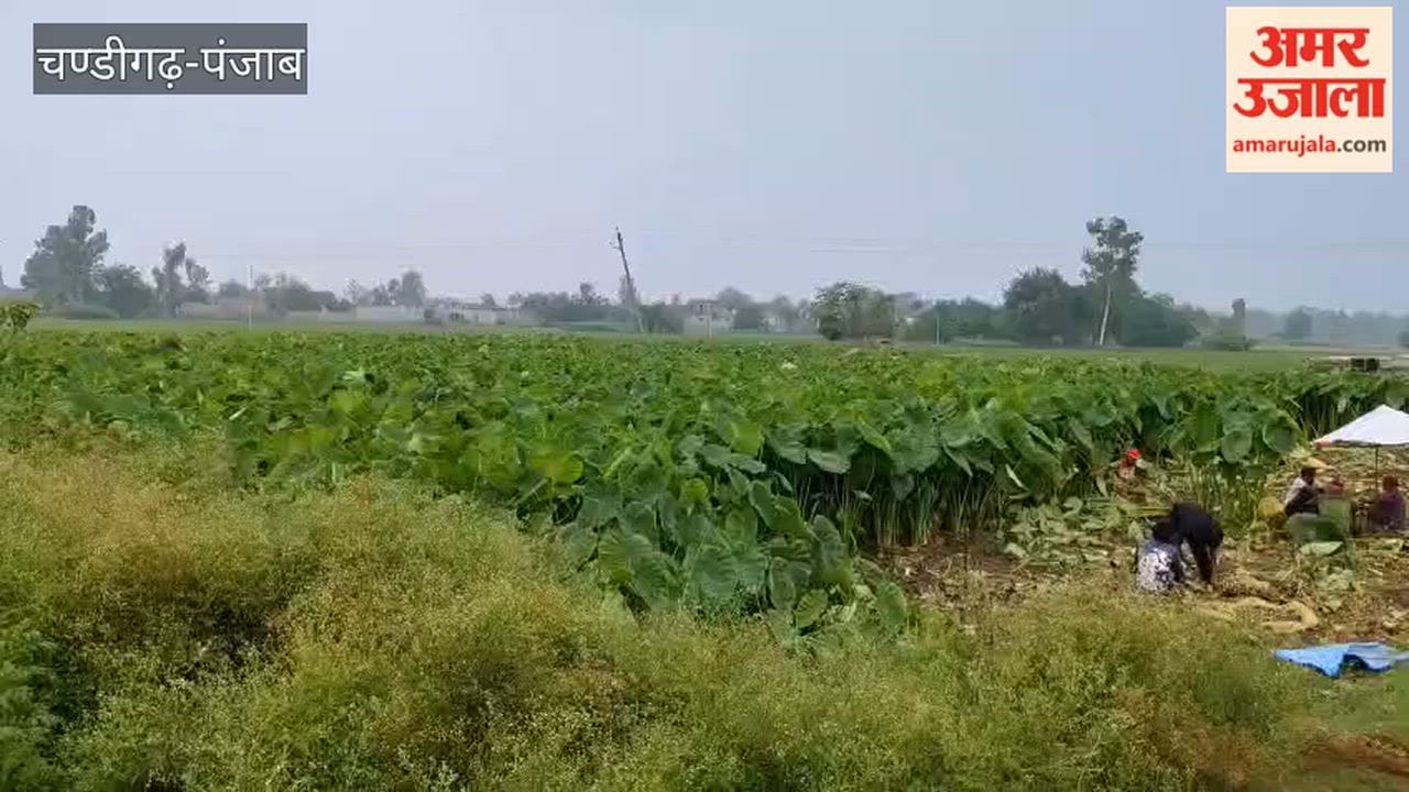Farmers in the border villages of Ferozepur are reaping good profits from colocasia (arbi) cultivation.