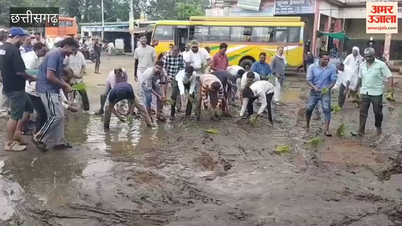 Congress workers planted paddy in mud in unique protest against poor condition of bus stand