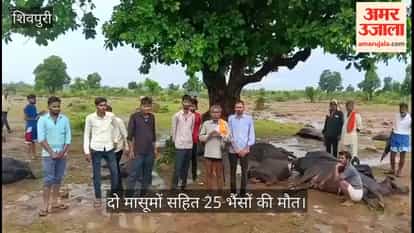 Lightning strikes in Shivpuri: 25 cattle, including two young ones, killed; grief grips Vijaypura village.