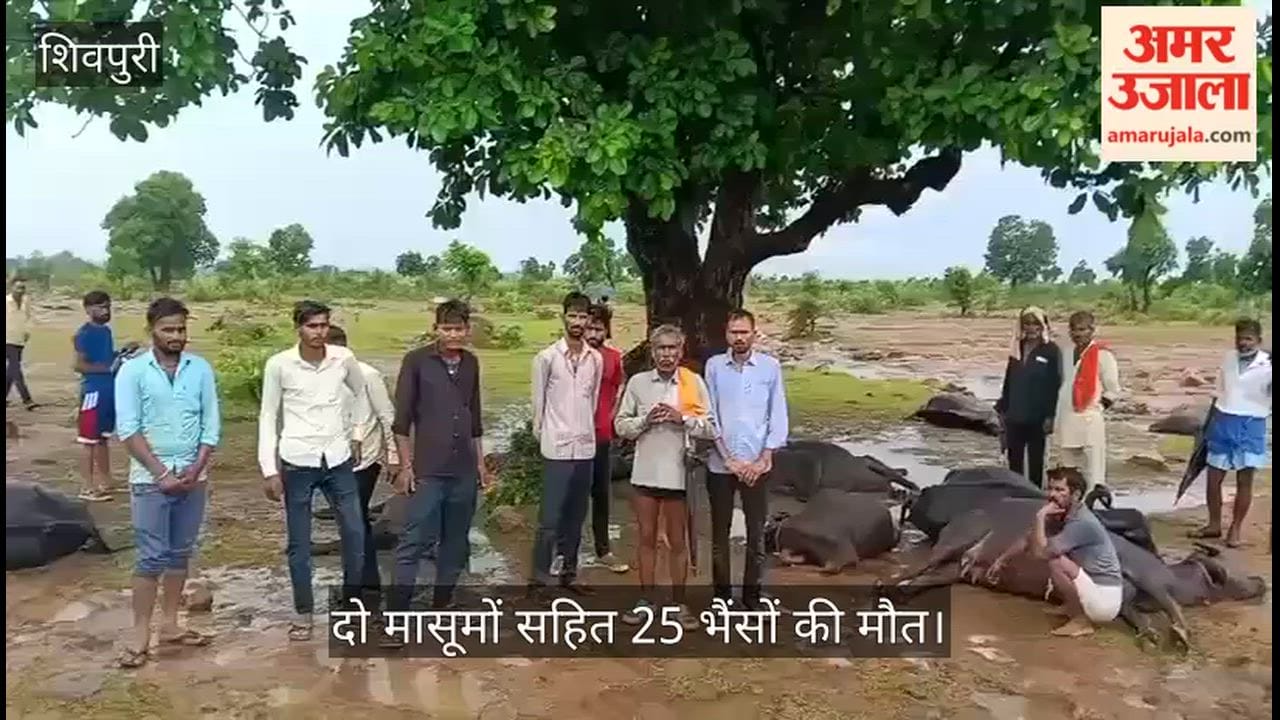 Lightning strikes in Shivpuri: 25 cattle, including two young ones, killed; grief grips Vijaypura village.
