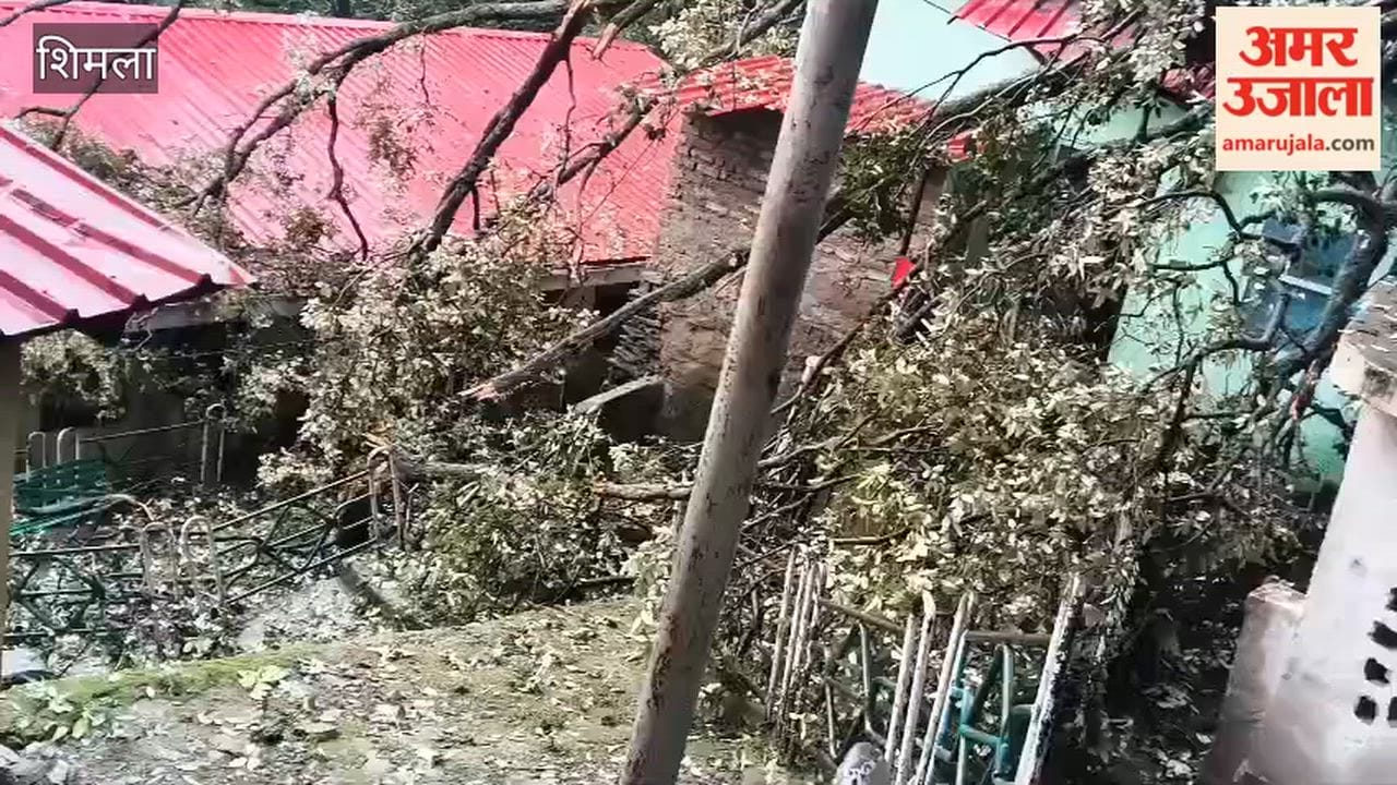 tree falls on house roof in old barrier shimla after heavy rain