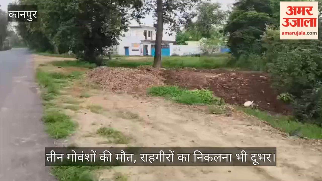 Kanpur Rotting potatoes dumped by roadside stray cattle at risk