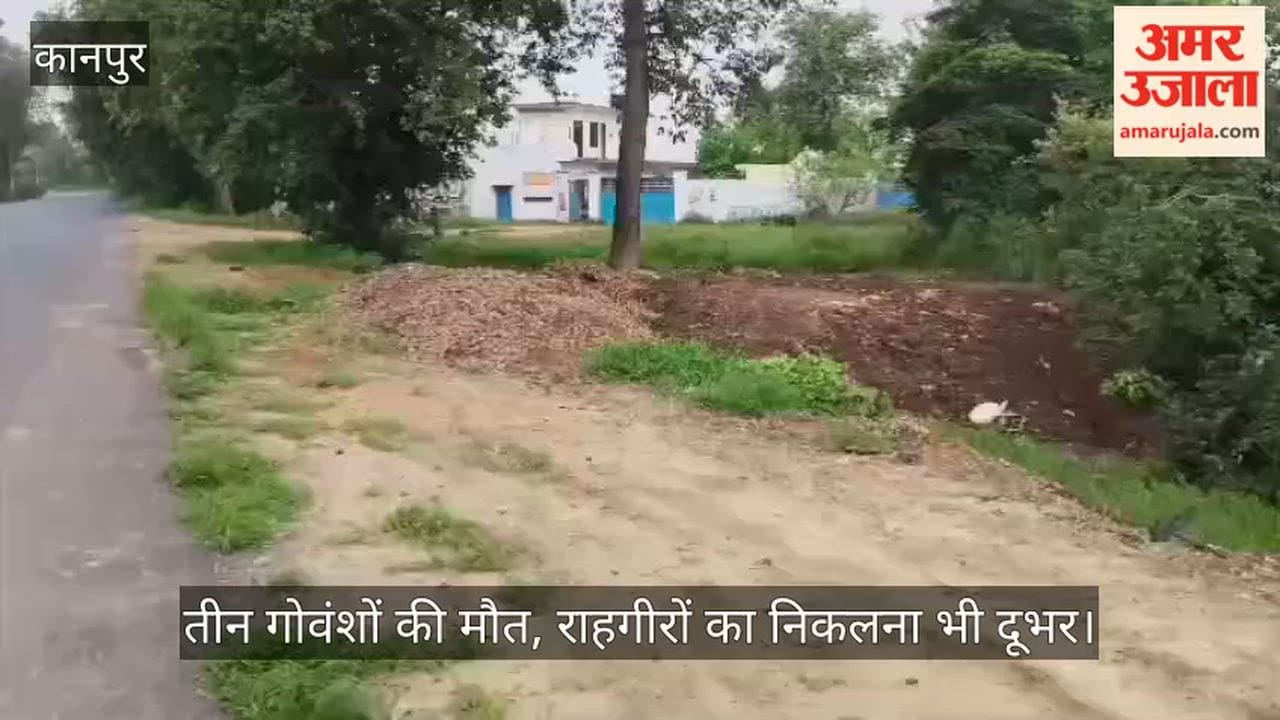 Kanpur Rotting potatoes dumped by roadside stray cattle at risk