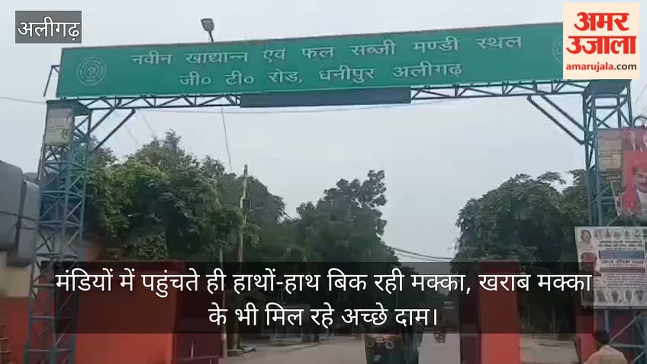 मंडियों में पहुंचते ही हाथों-हाथ बिक रही मक्का, खराब मक्का के भी मिल रहे अच्छे दाम