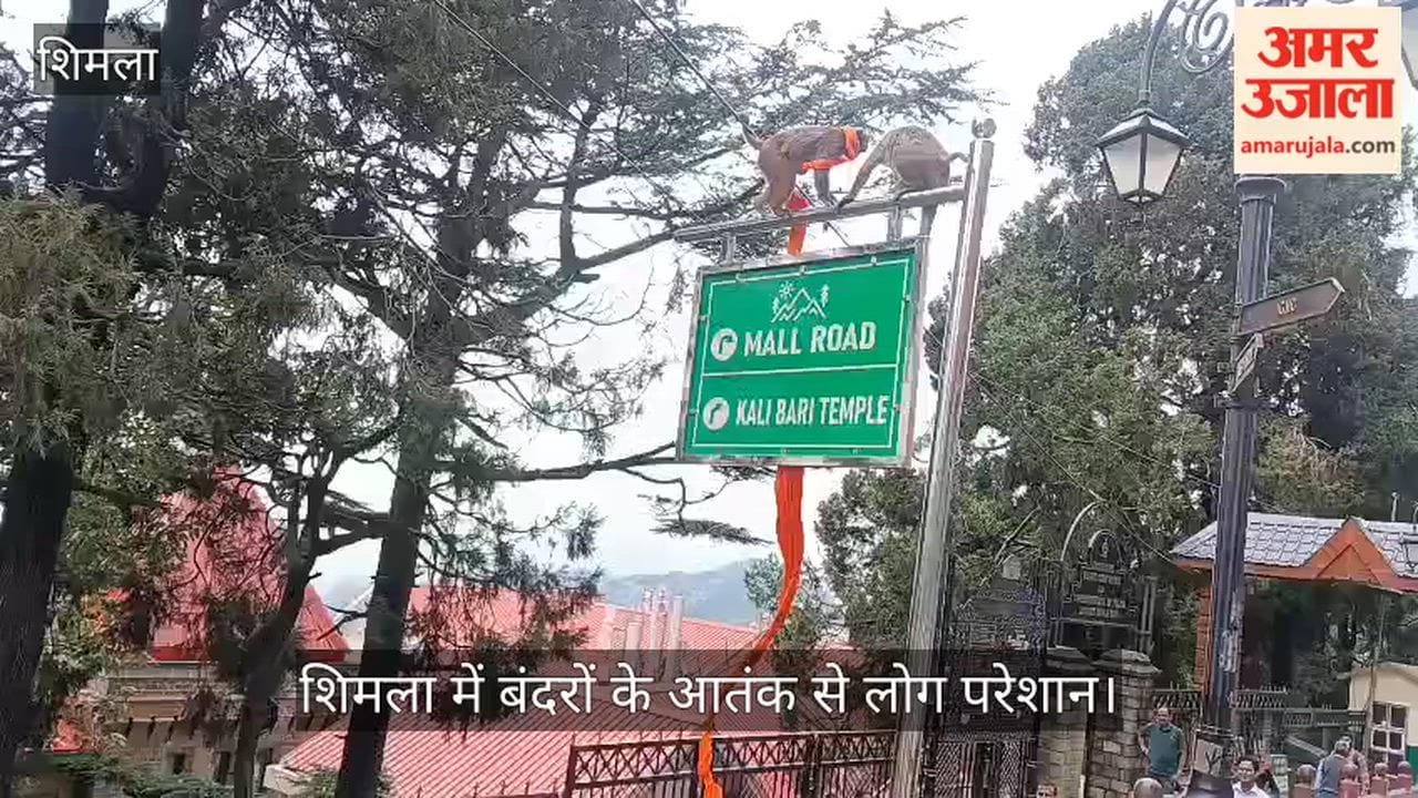 monkey climbed a tree with the turban of a tourist sitting near the CTO on Mall Road.