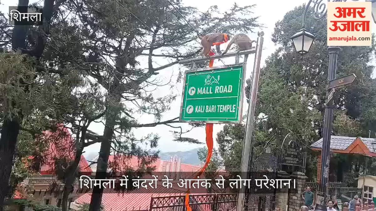 Video: माल रोड पर सीटीओ के पास बैठे सैलानी की पगड़ी लेकर पेड़ पर चढ़ गया बंदर