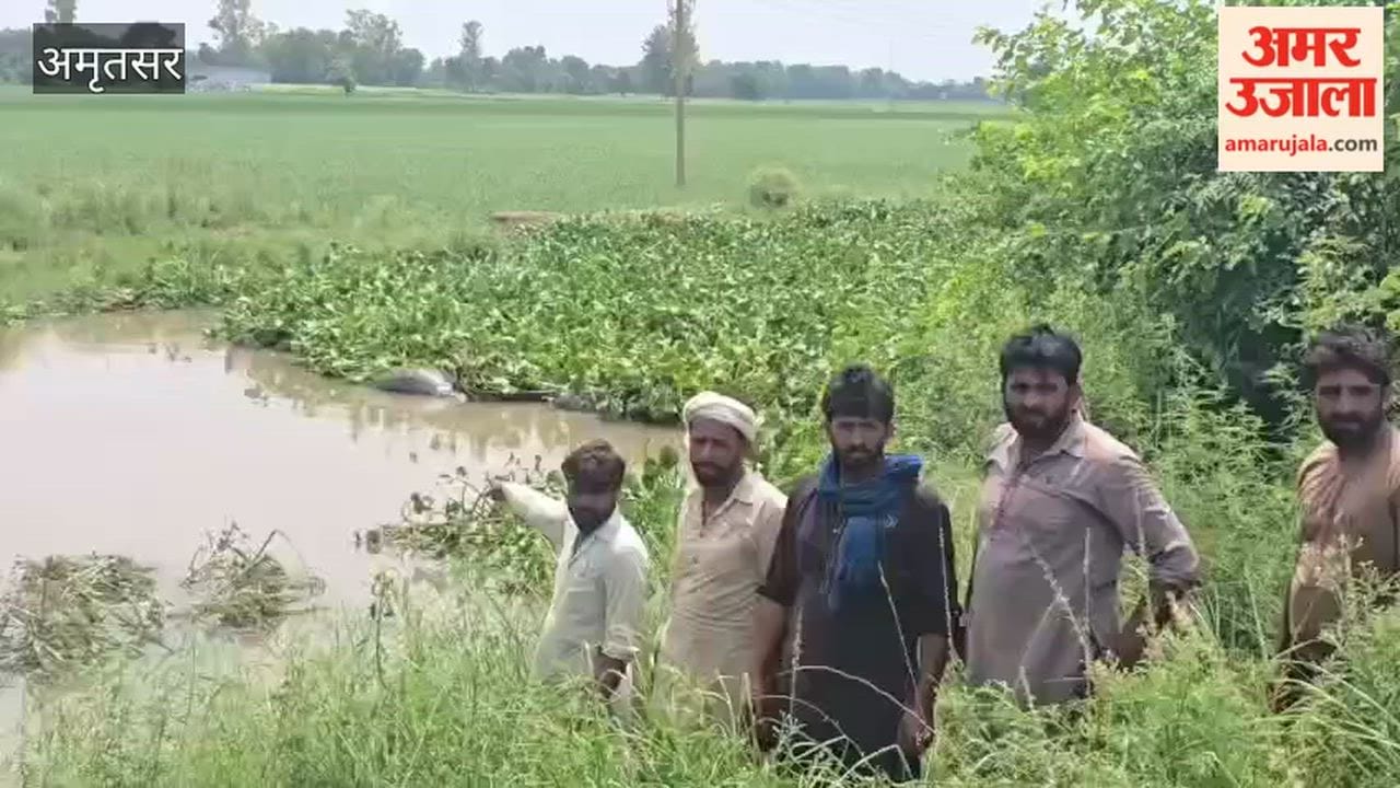 34 animals die after drowning in a drain in Ajnala.