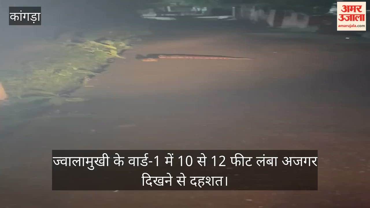 Panic after a 10-12 foot long python is spotted in Ward 1 of Jwalamukhi.