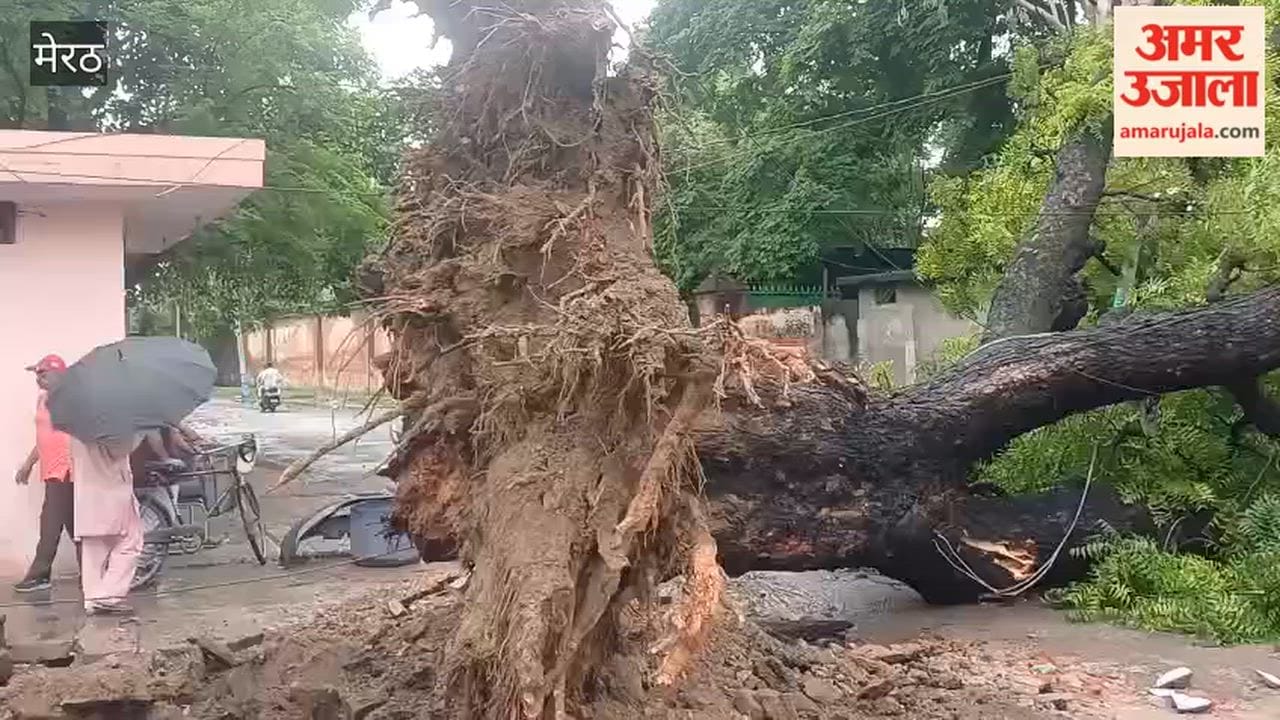 Meerut: A massive tree fell near St. John's due to rain, causing four electricity poles to snap after being struck.
