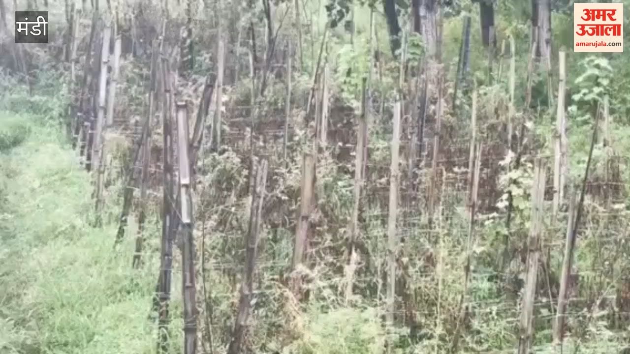 balh valley tomato crop 50 crore business mandi 2026