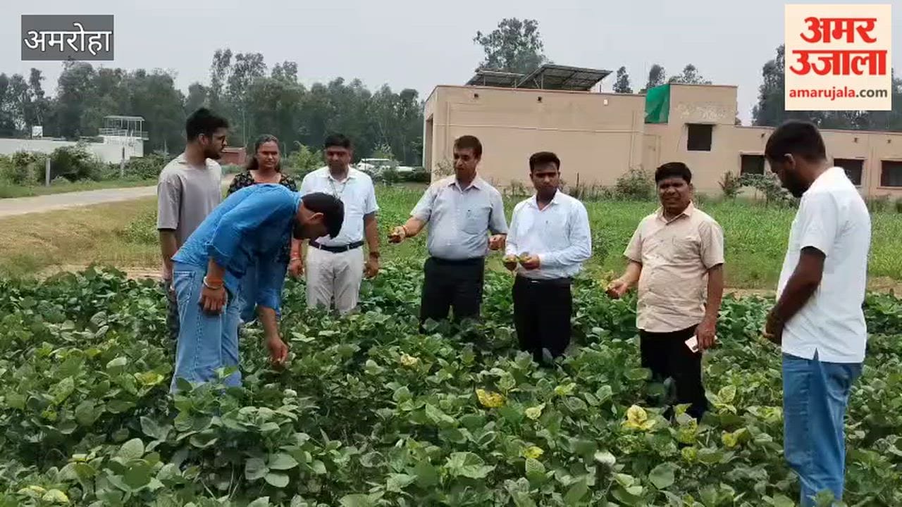 B.Sc. Agriculture students are learning to identify diseases in crops.