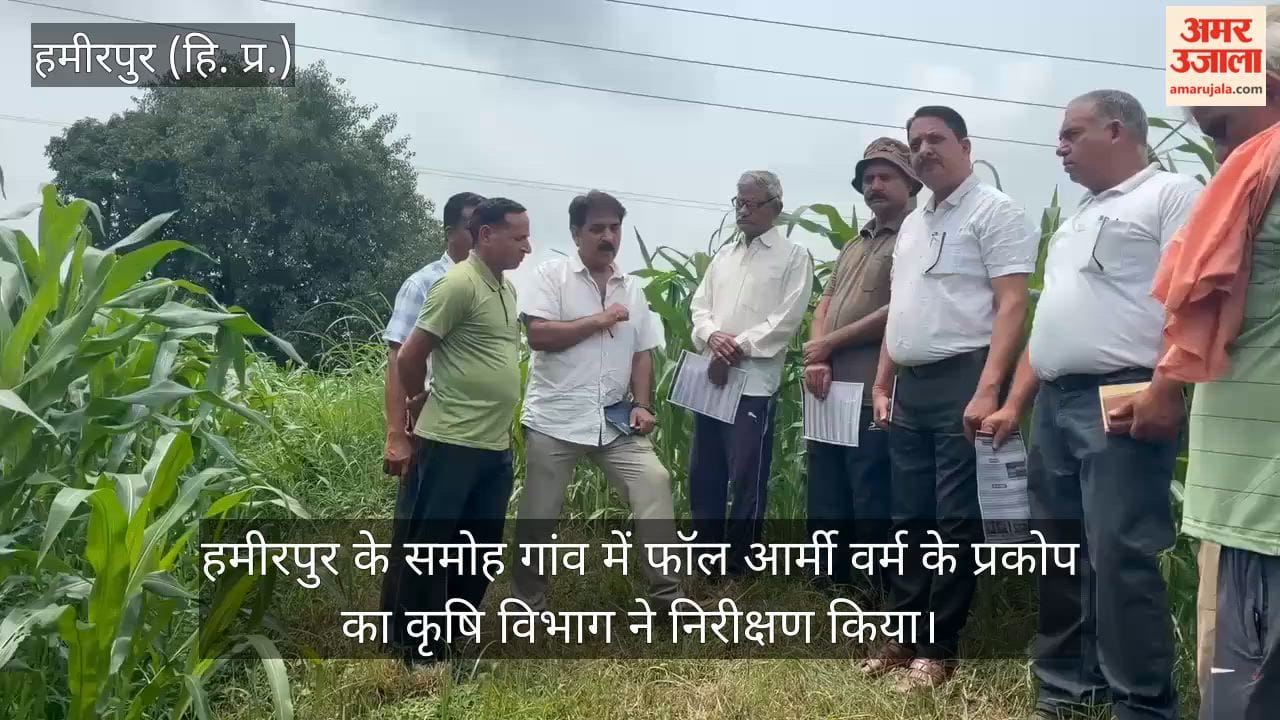 hamirpur samoh fall armyworm maize crop inspection
