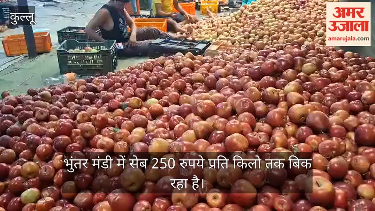 kullu bhuntar apple price 250 per kg horticulture news