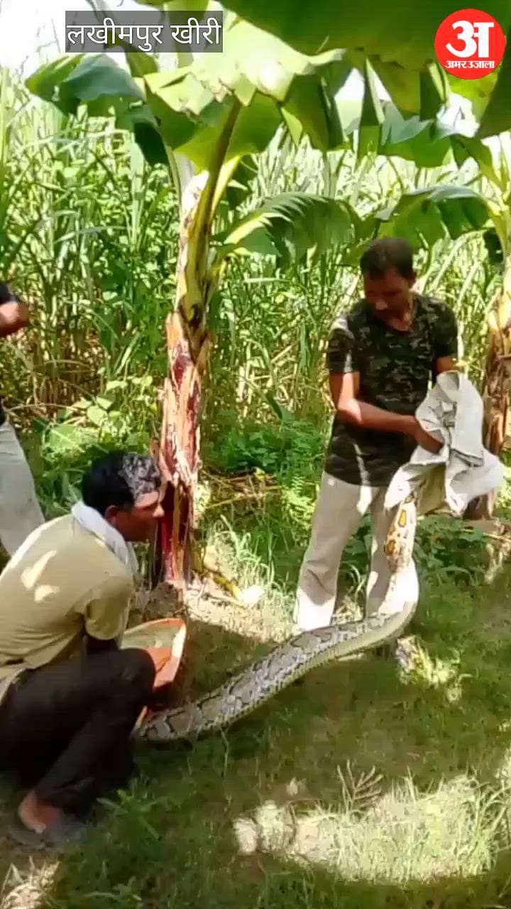 20-foot-long python found in banana plantation
