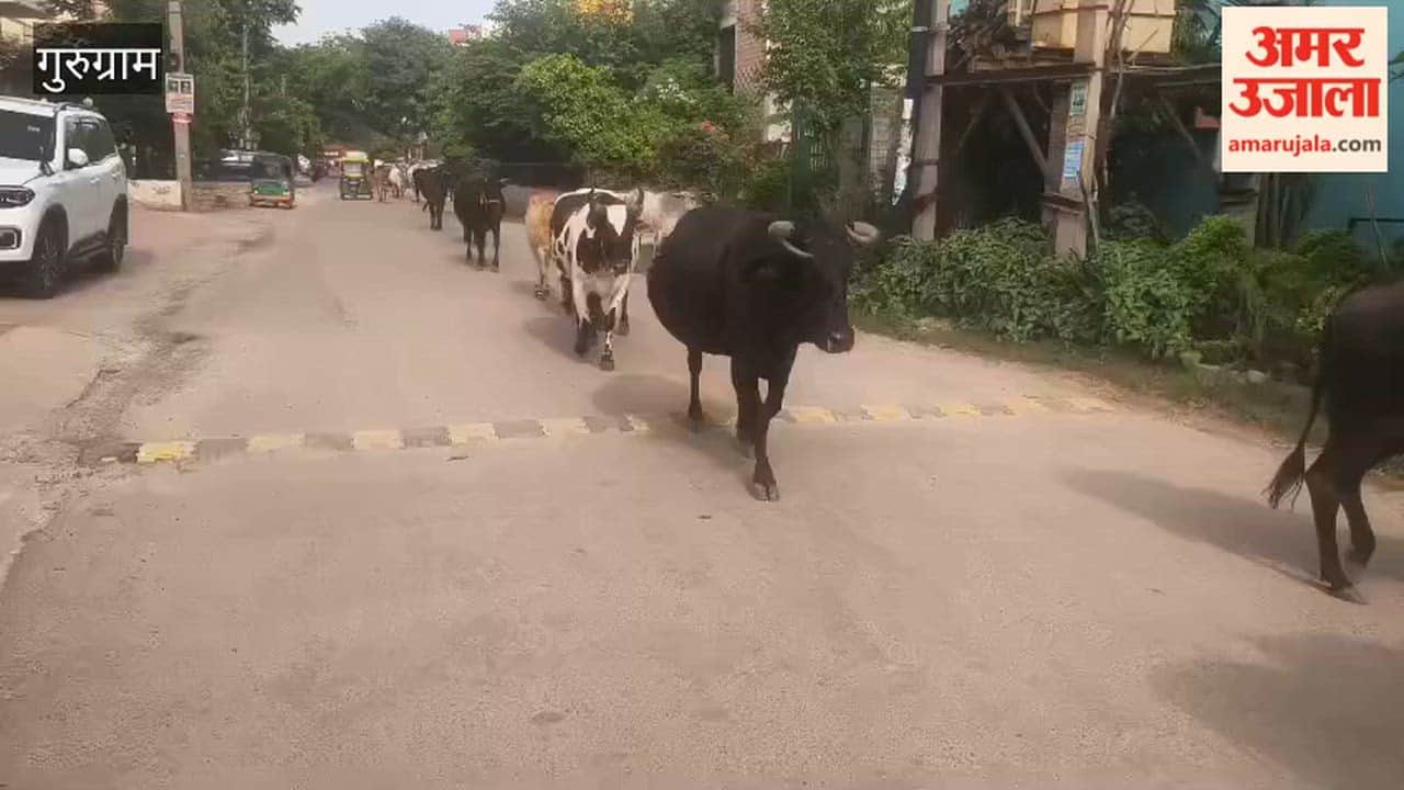 Stray animals crowd Gurugram s roads residents inconvenienced