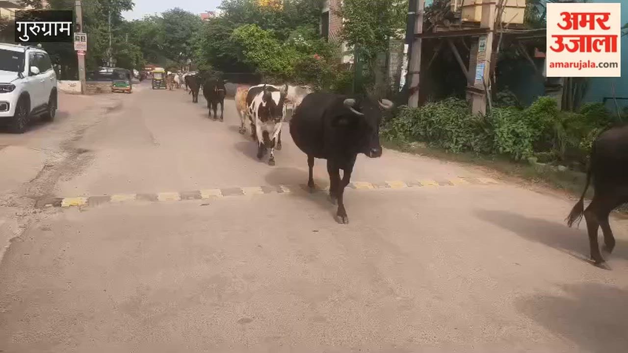 Stray animals crowd Gurugram s roads residents inconvenienced