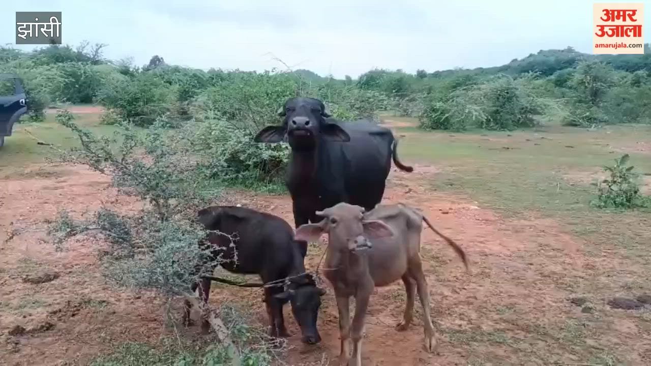 Three of the six buffaloes stolen from Mankua have been recovered; villagers caught one of the accused and handed him over to the police.
