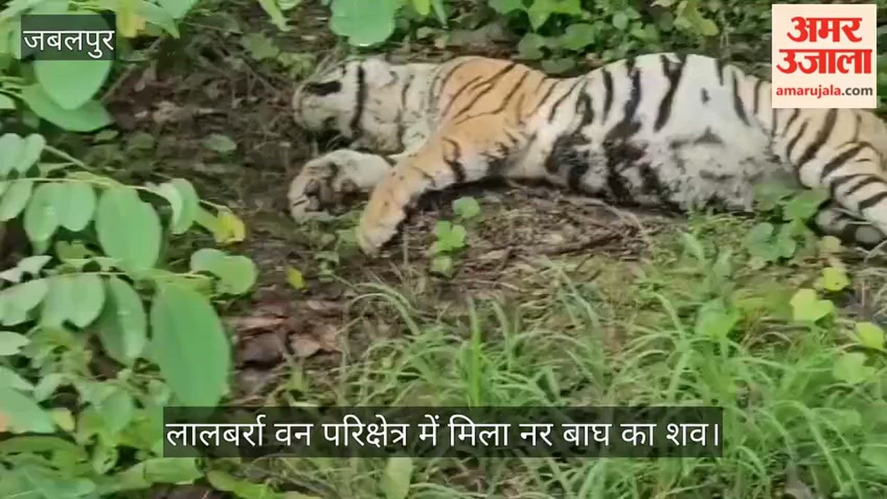 Carcass of a male tiger found in Lalbarra forest range