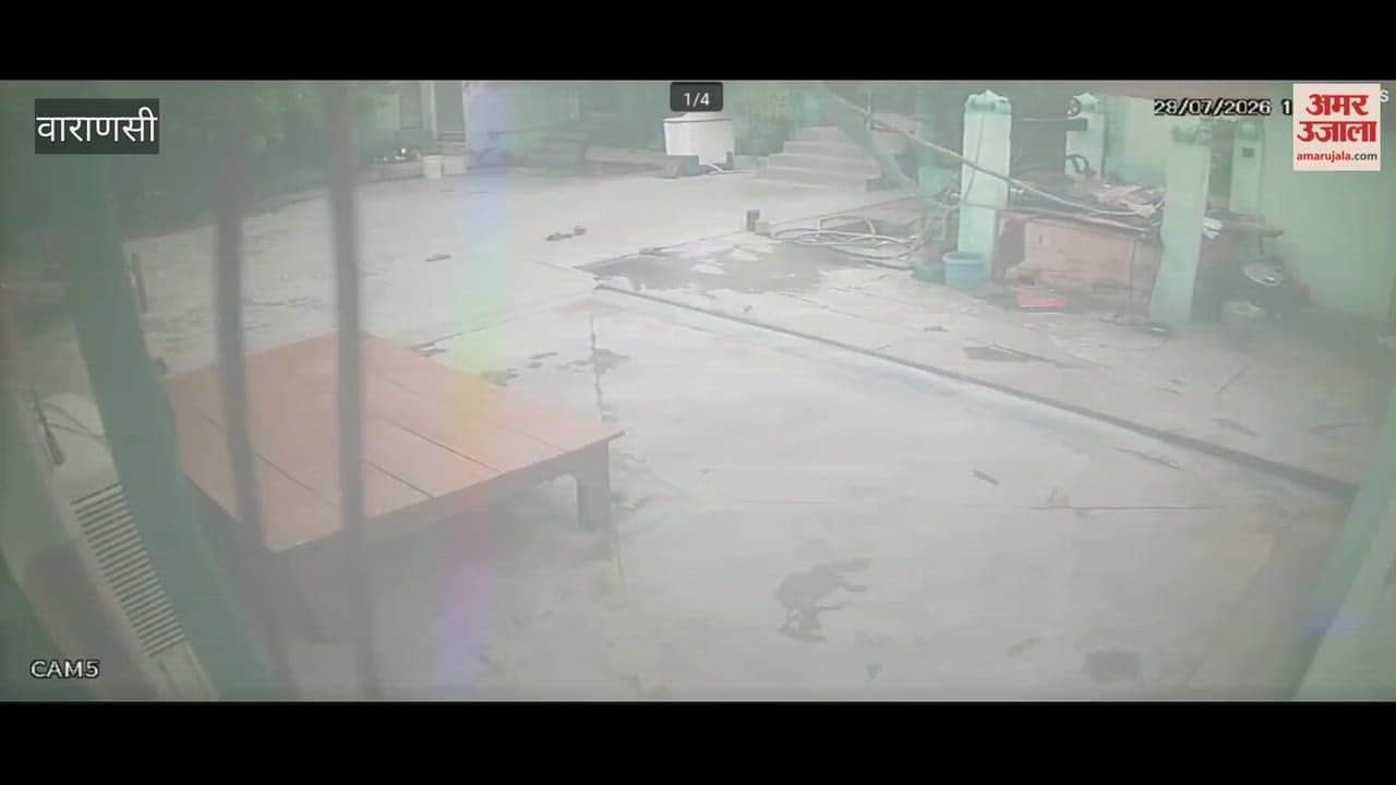 Four monkeys attacked an old man fled as soon as people arrived