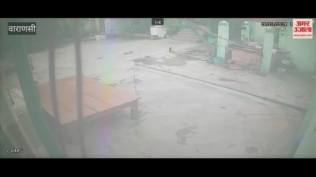 Four monkeys attacked an old man fled as soon as people arrived